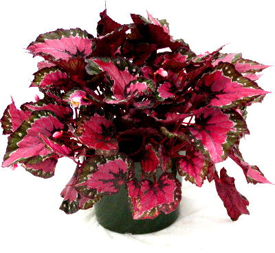 B. ‘Hilo Holiday’